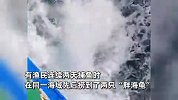 罕见！渔民先后捞起2只“胖海龟”：重100多斤和200多斤，清理藤壶后放生