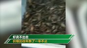 湖北潜江小龙虾求吃货 养殖户：市场再不恢复 只能打捞后倒河里