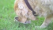 孤寡老人疑遭养殖场大型犬撕咬，村民称其被咬面目全非，多方回应：老人已去世