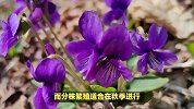 紫花地丁的养殖方法和注意事项