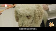 怕害怕宠物患上皮肤病？预防方法在这里！