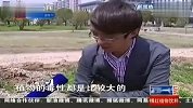 路边的野菜 不要随便采 120408 有一说一