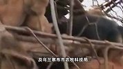 商都两男子拦截运狗车辆发生纠纷，官方：调查处理结果将及时公布