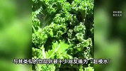 从8毛一斤涨到3.5元！又贵又难吃的羽衣甘蓝被品牌疯抢！