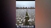 6旬老人养殖7000只鸭子被投毒，崩溃报警：死亡近4000只损失10几万