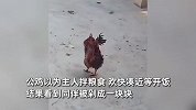 公鸡目睹同伴被剁惊恐发抖，路都走不稳，网友：这鸡开灵智了！