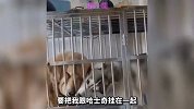 二哈有泪不轻弹，它为何哭的如此伤心