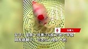 鱼也吃面？女子煮6根面条兰寿金鱼嗦掉半根，网友：它怎么人里人气的