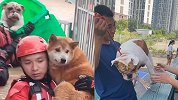被蓝朋友救下的狗子组团拜访“救命恩人” 可这画风怎么越跑越偏