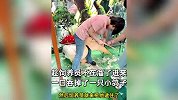 鹈鹕趁饲养员不在，偷溜进来一口吞掉“同事”，工作人员熟练解救