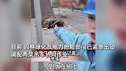 北京50年树龄的泡桐树在强风下，被连根拔起
