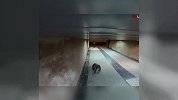 终极整蛊 狗狗变身大型蜘蛛吓坏路人
