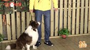 狗遛人太疯狂，主人天天被狗遛怎么办？屌丝想出了办法