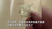 16楼住户洗衣机惊现活蛇，家人当场吓哭，找一圈只见蛇皮
