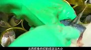 揭秘沙丁鱼罐头工厂，你觉得这样制作的罐头好吃吗？