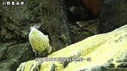 世界上最惨的国宝：比袋鼠还惨，甚至快被吃到灭绝！