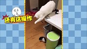 喵星人, 你是要与全世界为敌吗？