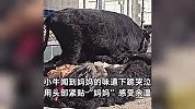 母牛被宰杀后皮被放一旁，小牛闻到妈妈味道后下跪哀鸣，用头紧贴“妈妈”引泪目！