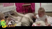 大咖笑料 盘点汪星人萌娃互动日常！看到这种画面你还敢养狗吗？