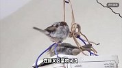用弹弓打麻雀来吃，北京一男子被判7个月，法院：82只麻雀价值24600元