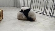 熊猫真实战力解密！ 友谊的小熊被压了