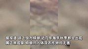 湖南一大桥上现大量蜉蝣，铺天盖地如雪花飞舞，有车辆打滑相撞