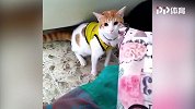 这只穿哥伦比亚球衣的猫成精了 它竟然会喊英语