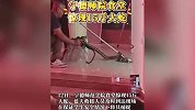 宁德师范学院食堂惊现15斤大蛇