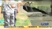 上海浦东，同一河道第3次发现鳄鱼.