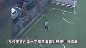 野猪咬断铁栅栏冲进小学，为保护孩子们安全，60岁保安毫不犹豫地冲了上去