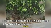 男子开车撞坏绿化带4块砖，理赔要花近10000元？维护单位：高定材料