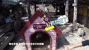 探访澳洲第一网红咖啡馆，老板竟把200斤的猪养在店里！