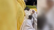 真·猫主子？生了孩子自己不养 瞪大眼睛看着铲屎官
