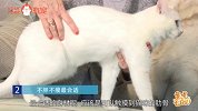 【备什么？】猫咪成功备孕，这几点必须重视