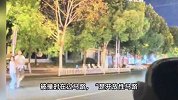 江西一家三口被撞身亡案将开庭，家属：凶手不顾女友哀求两次加速