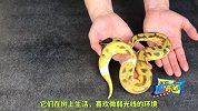蟒蛇身上有三个微信笑脸表情花纹，估计价值超10万