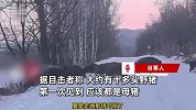 男子开车遇成群野猪过马路：最大有四五百斤，要是走路见到能吓尿！