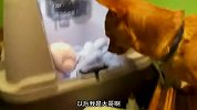 从眼神来看，这二哈血脉纯正