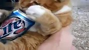 暴强猫咪对啤酒情有独钟