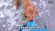 女子被狗扑身受惊吓未获道歉，踢狗引纠纷致狗主人受伤，法院：女子赔钱