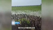 千只鸭子大军给水稻除草，当事人：养了5000只，效果很好