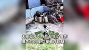 6岁女孩捡到来路不明“手雷”，无意拉开引线被炸伤！孩子父亲：弹片扎进孩子腿骨