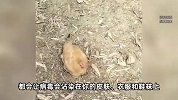 路边遇到这种诡异姿势的鸟，千万不要上手触摸！别好奇，快跑！