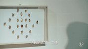 二更视频-20171211-这个男人养的宠物，价比黄金
