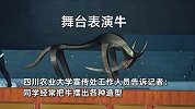 川农大学生白天上课晚上搬牛！校方称是传统：学生没事就去搬牛，外人也能来搬