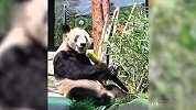 丫丫回国后模样爆改 与9个月前判若两熊 网友：冻龄键已开启