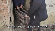 女大学生毕业回乡养猪年入超55万元：拥有85万粉丝