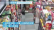 十堰一商店多次“遭贼”鸡蛋被偷吃，监控验明正身-獾