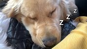 看困了！狗狗第一次出西藏醉氧 一路睡了6小时