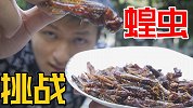 挑战四大害虫之一蝗虫！这应该是最好吃的最惨的害虫了！